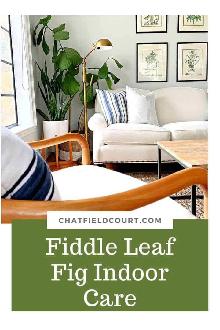 fiddle leaf fig and other plants in corner of living room
