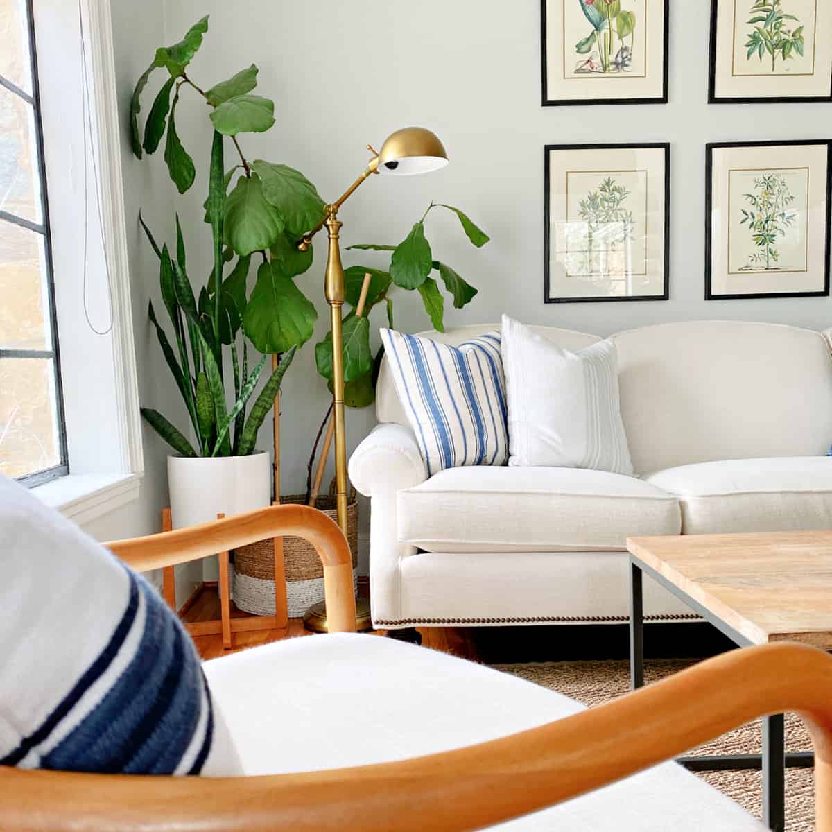 Fiddle Leaf Fig Care