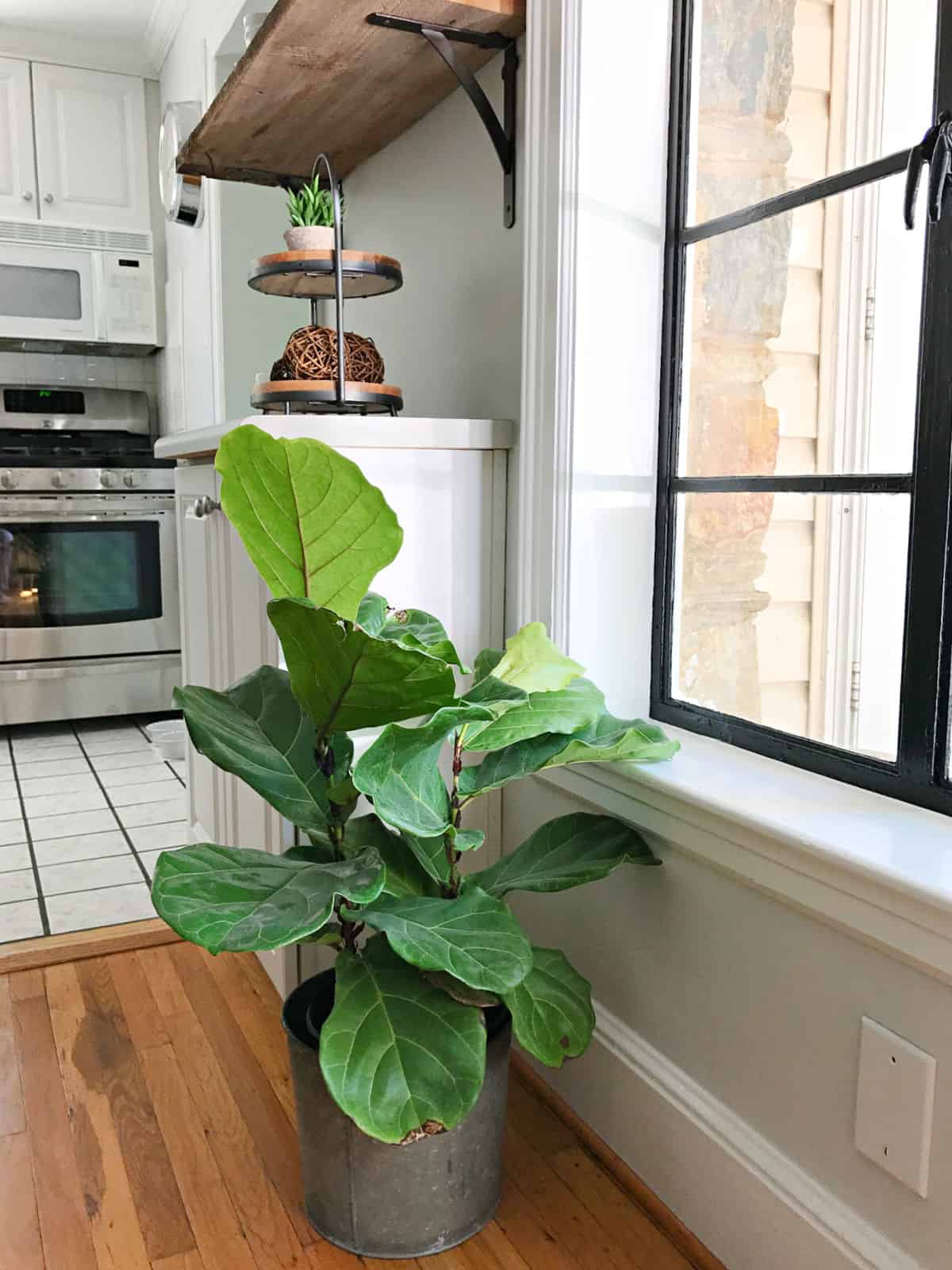 small fiddle leaf fig plant in kitchen