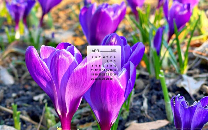 April calendar over a picture of purple crocus