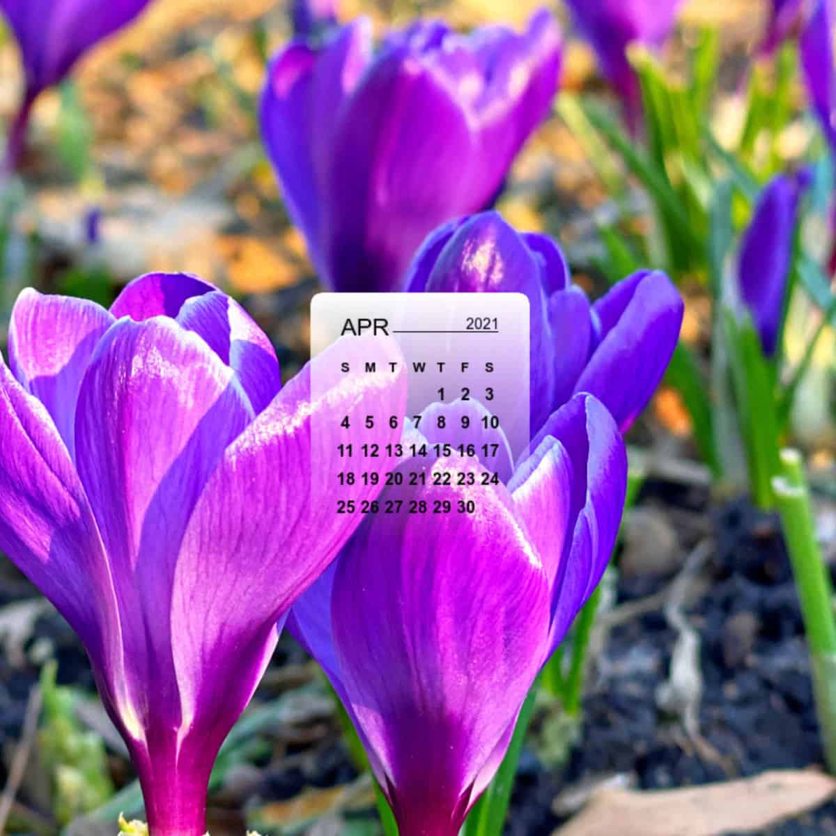 April calendar over a picture of purple crocus