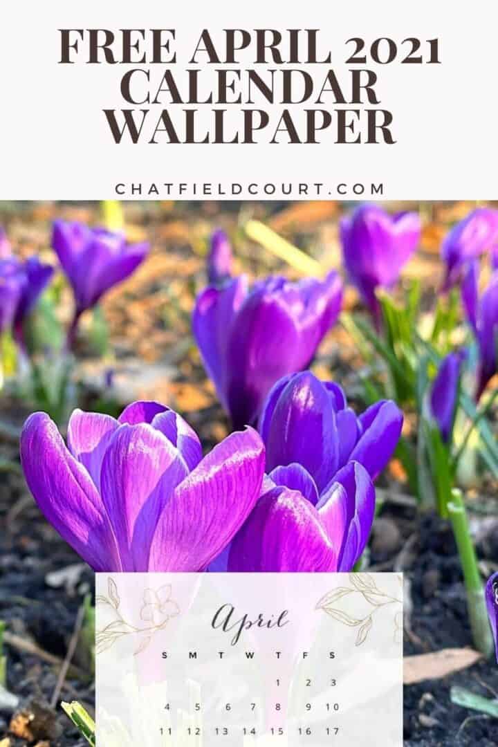 pinterest pin with April calendar over a picture of purple crocus