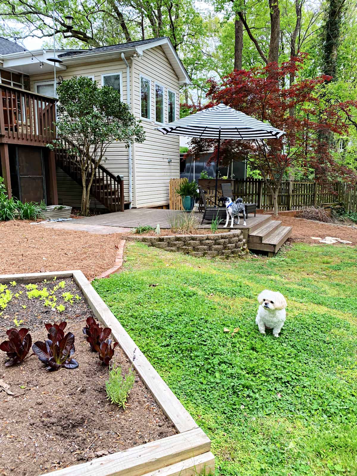 back yard with garden and brick edging