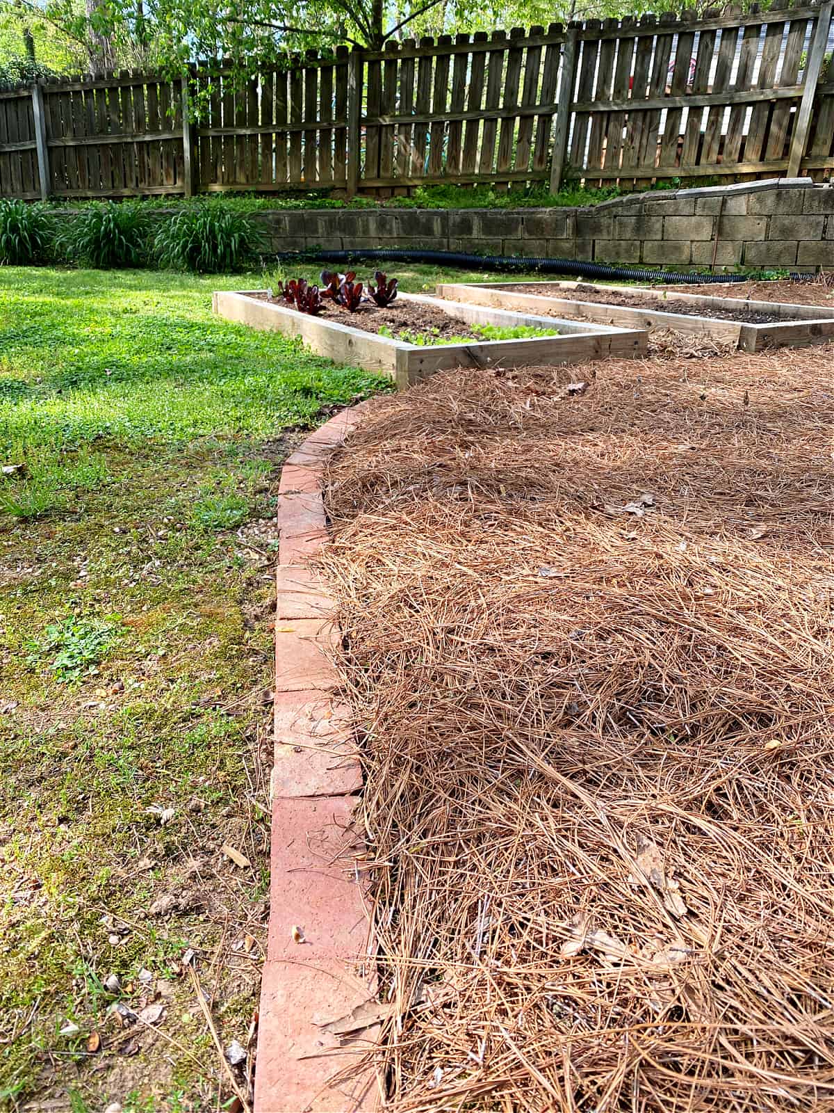 Image of Brick edging garden