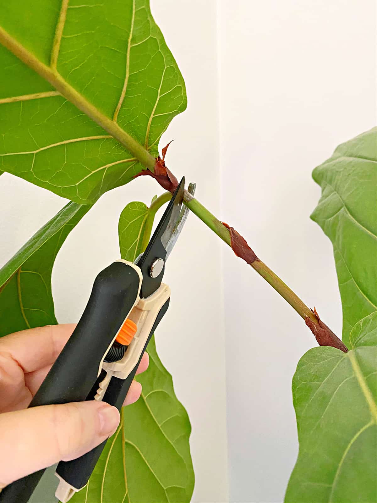using pruning shears to trim a fiddle leaf fig