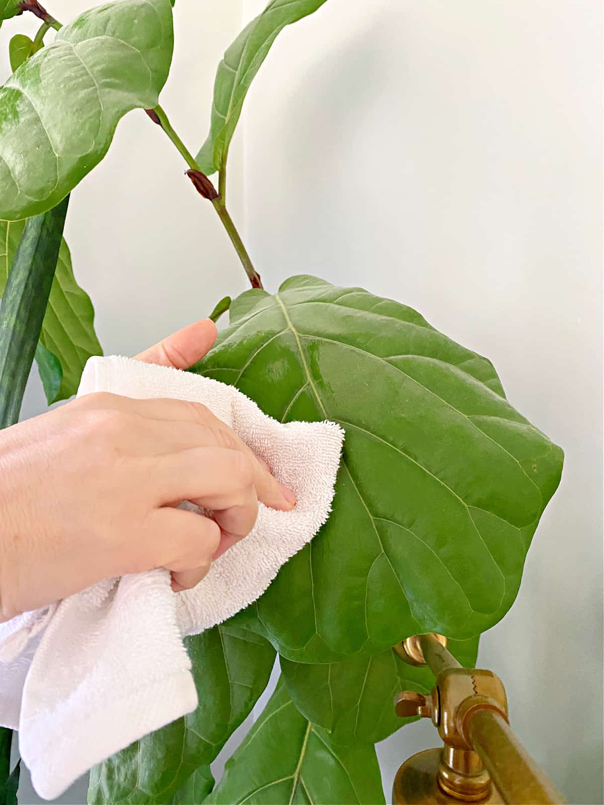 using a soft towel to clean off a fiddle leaf fig leaf