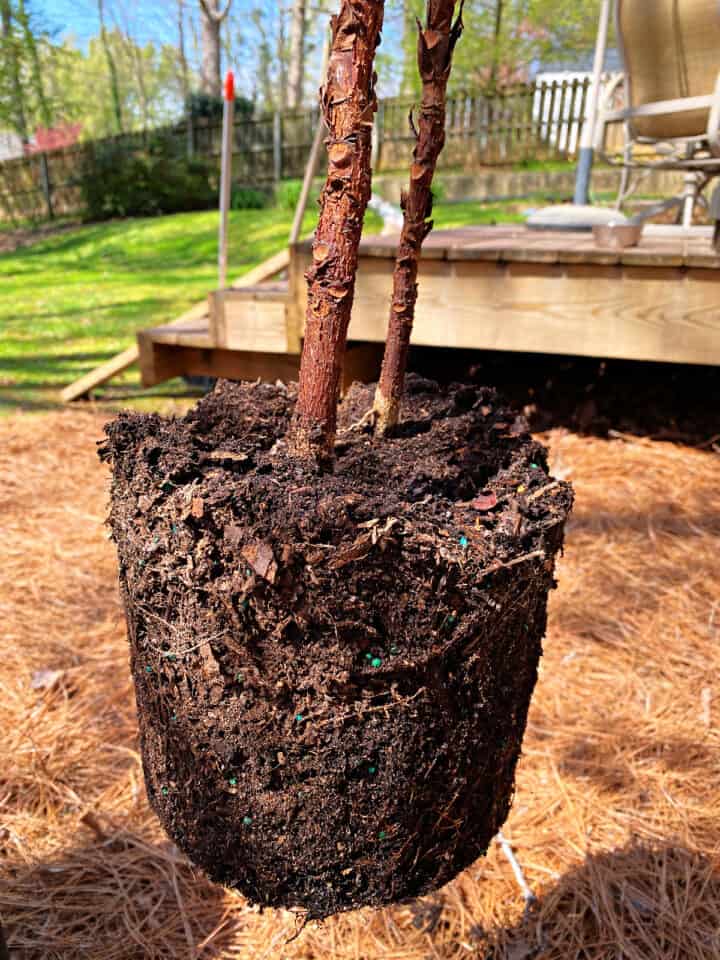 fiddle leaf fig root ball right out of pot