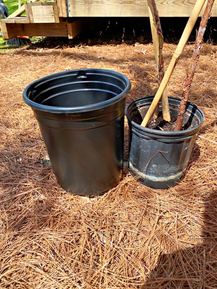 new plant pot and current fiddle leaf fig plant pot