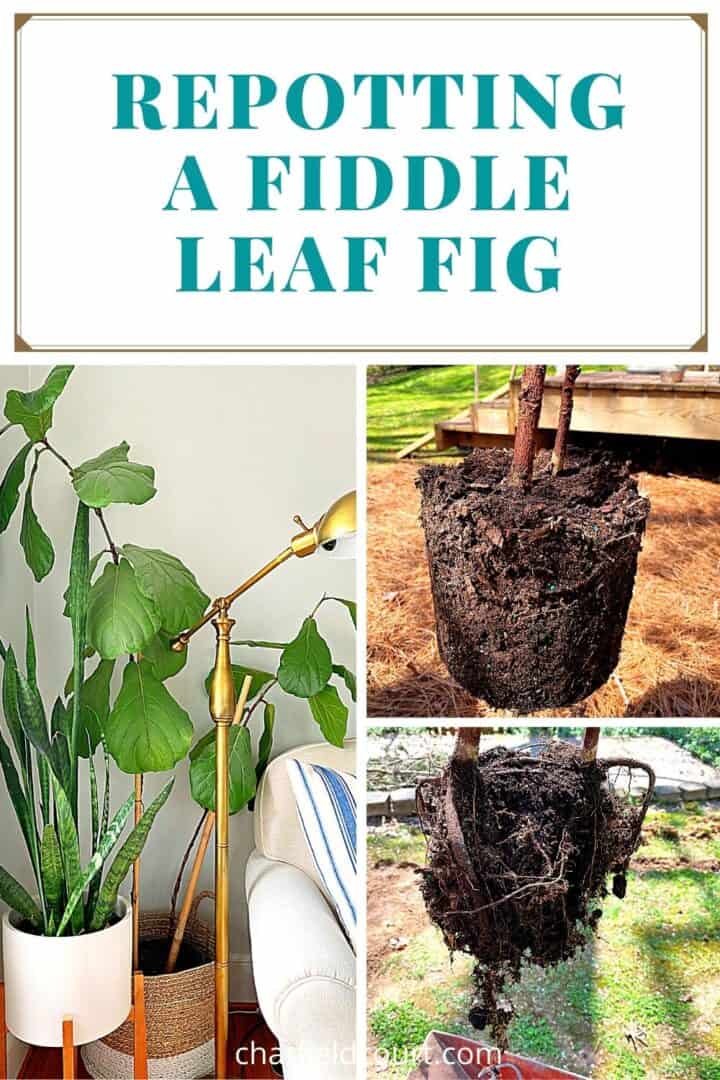 collage of process of repotting fiddle leaf fig plant, and a large graphic