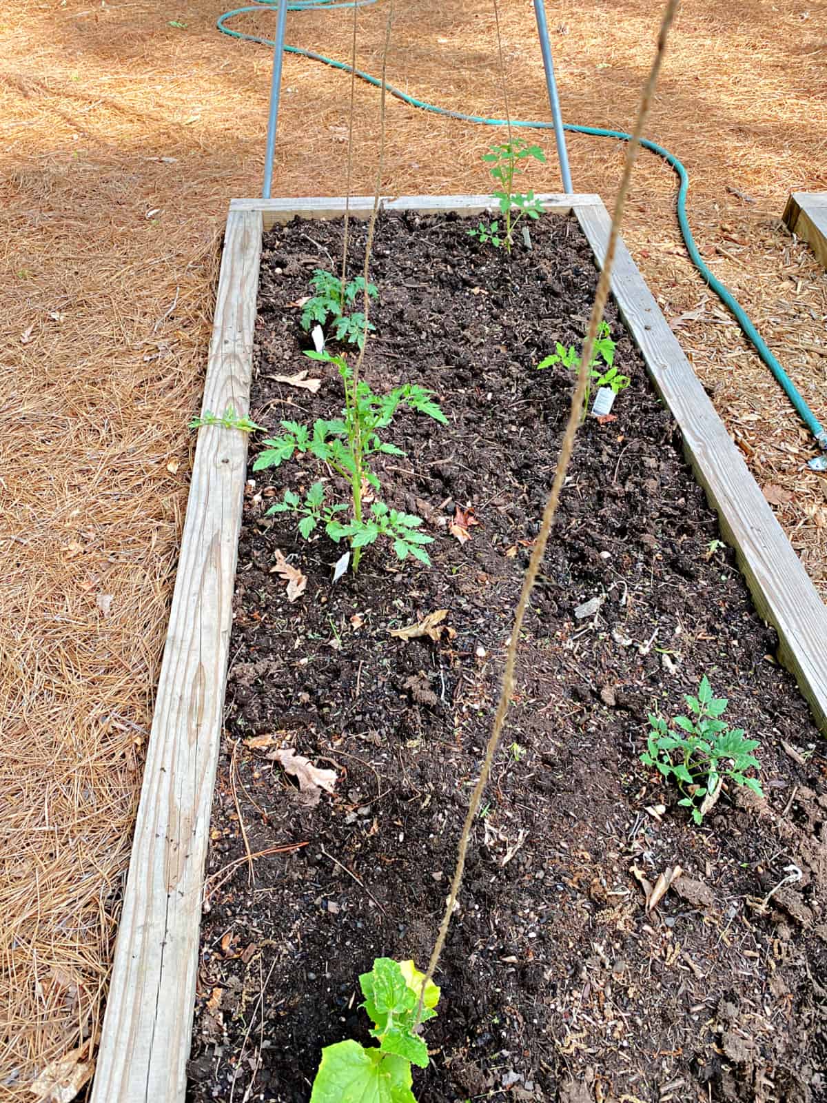 small garden with tomato plants