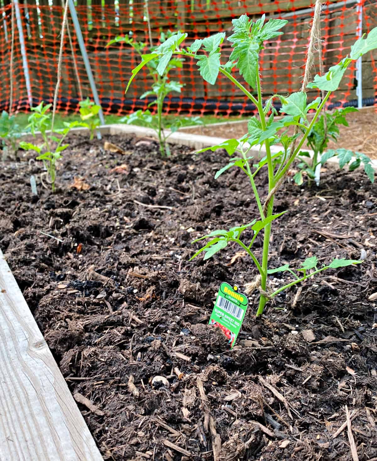 small tomato plant growing up garden twine