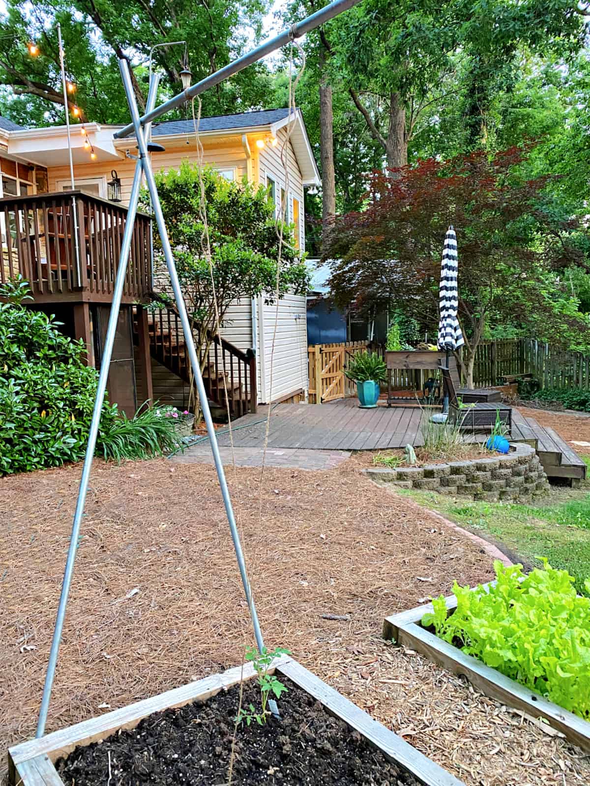 one end of tomato trellis in garden