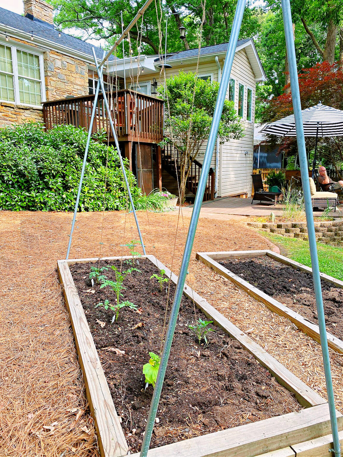 DIY Tomato Trellis with Conduit · Chatfield Court
