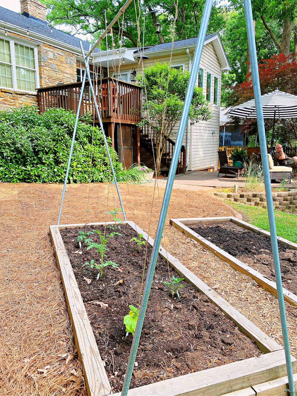 tomato trellis set up in a small raised bed garden