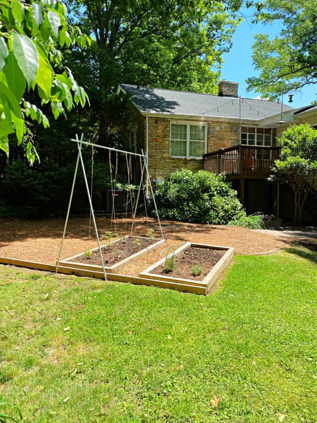 DIY Tomato Trellis with Conduit · Chatfield Court