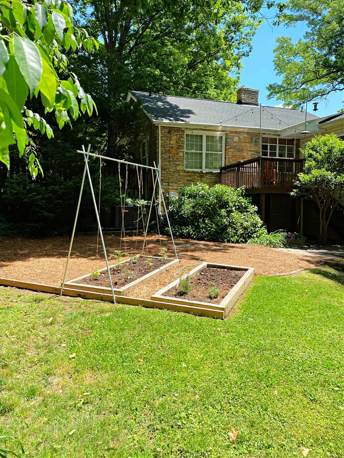 DIY tomato trellis set up in garden