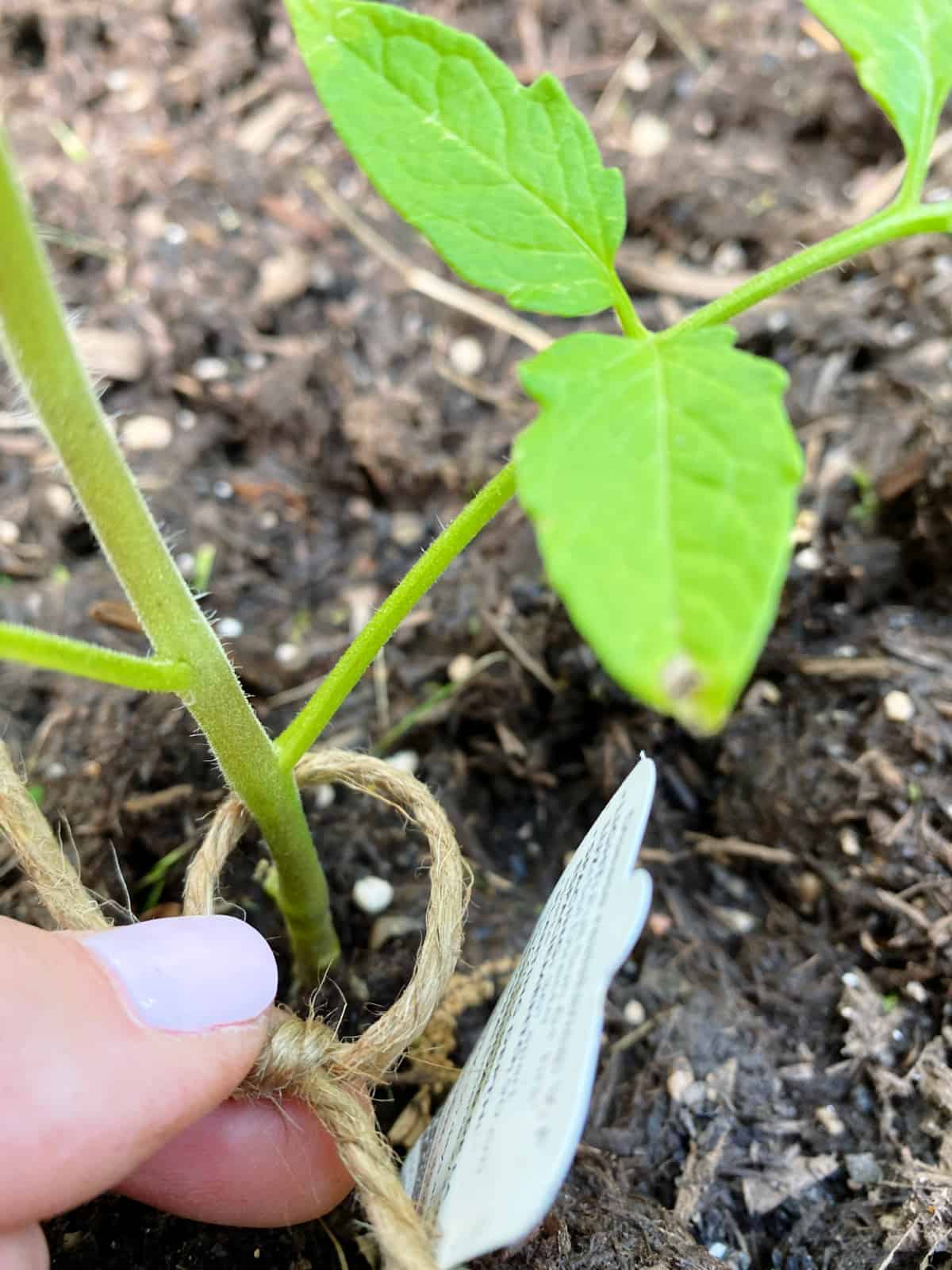 twine tied around small tomato plant