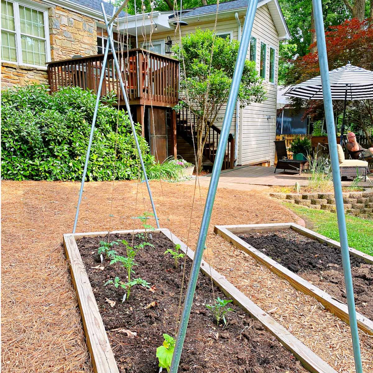 tomato trellis set up in a small raised bed garden