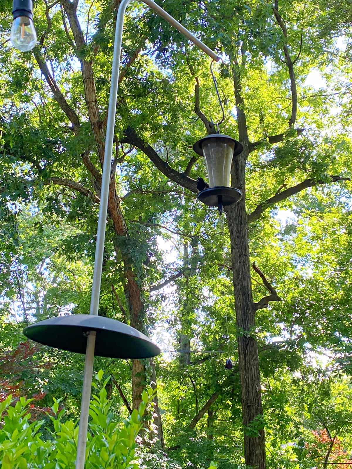 bird sitting on bird feeder