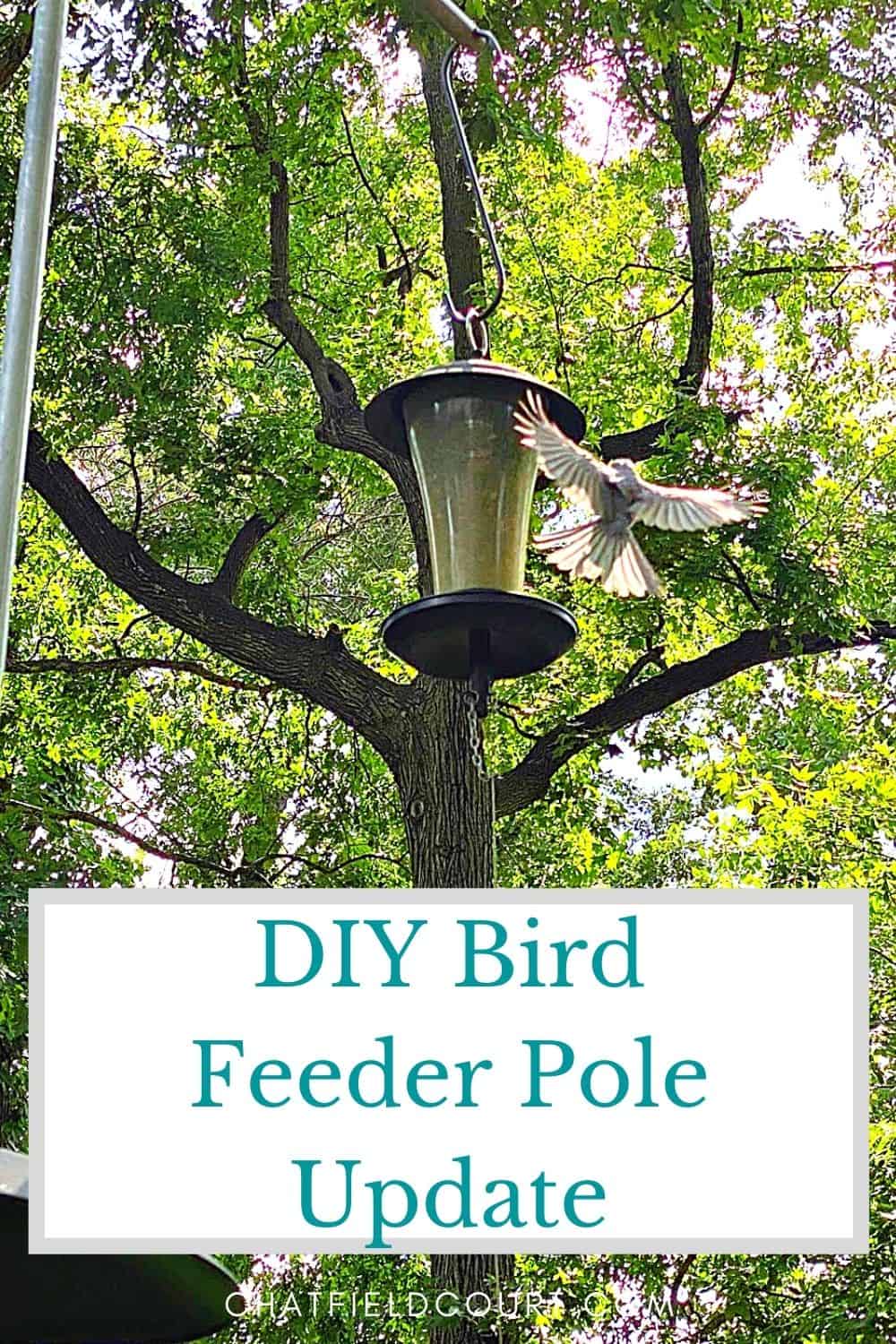 bird landing on bird feeder and large graphic