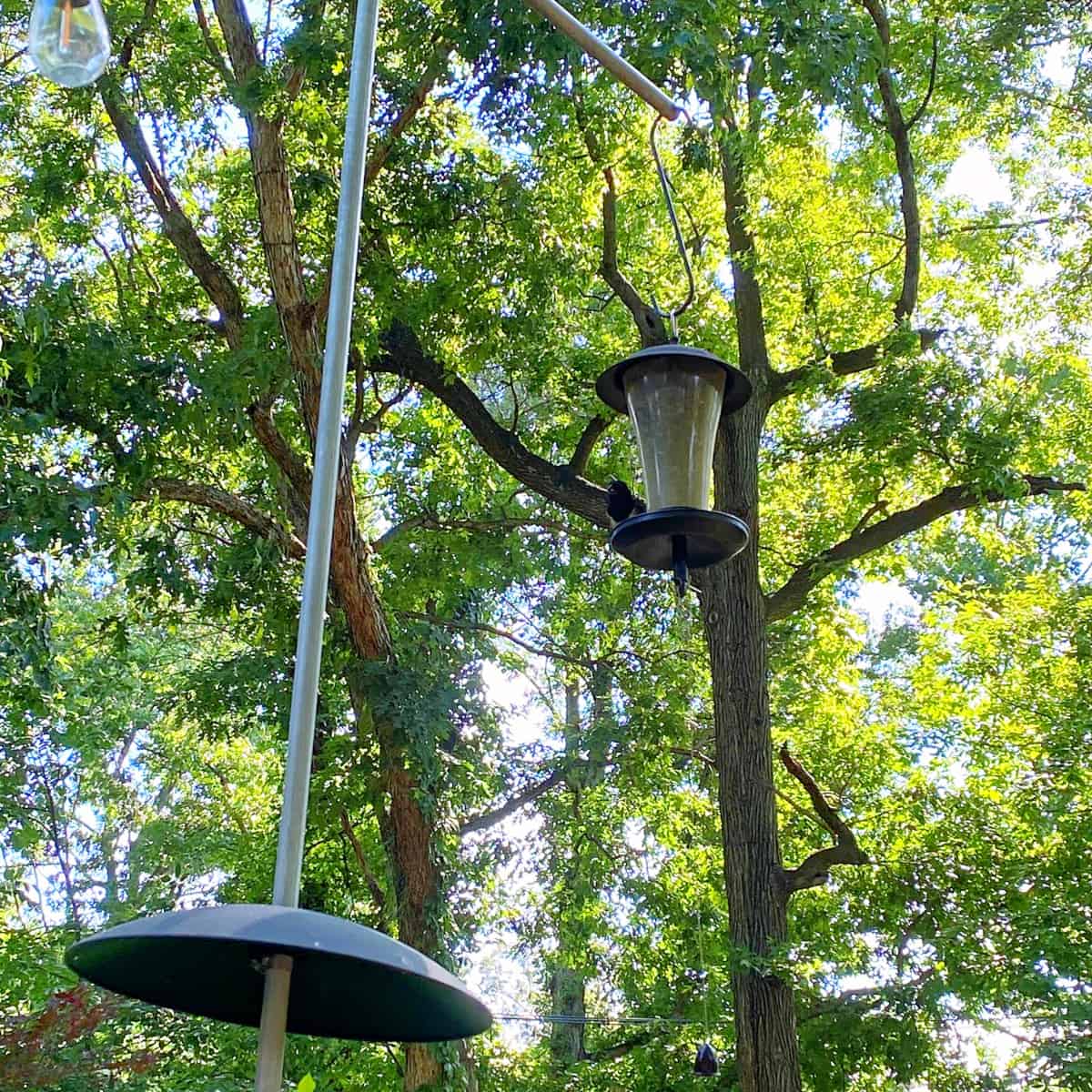 Update on a DIY Squirrel-Proof Bird Feeder Pole