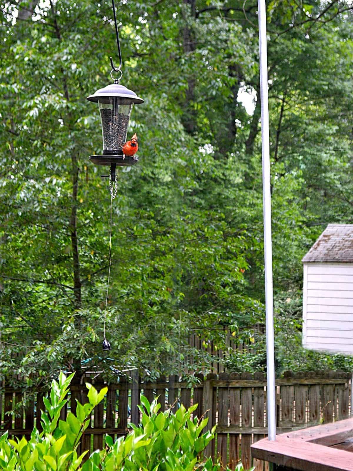 cardinal on bird feeder hanging on DIY bird feeder pole