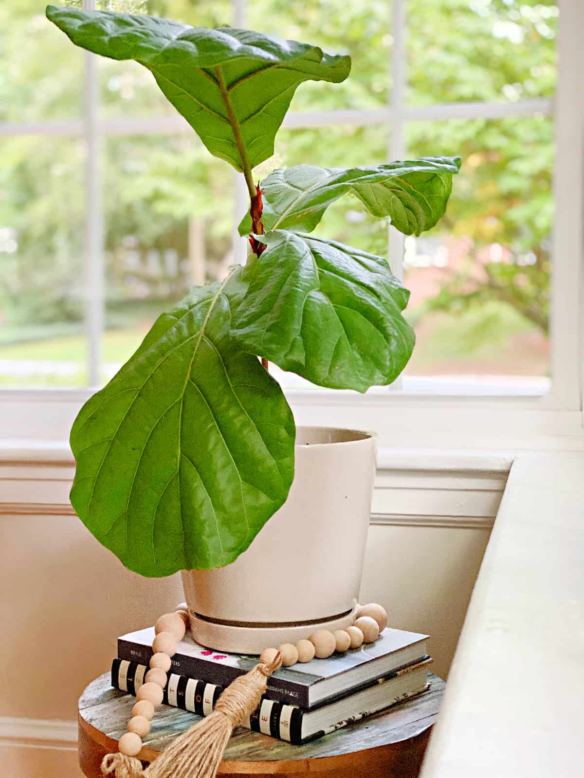 propagated fiddle leaf fig plant in ceramic pot