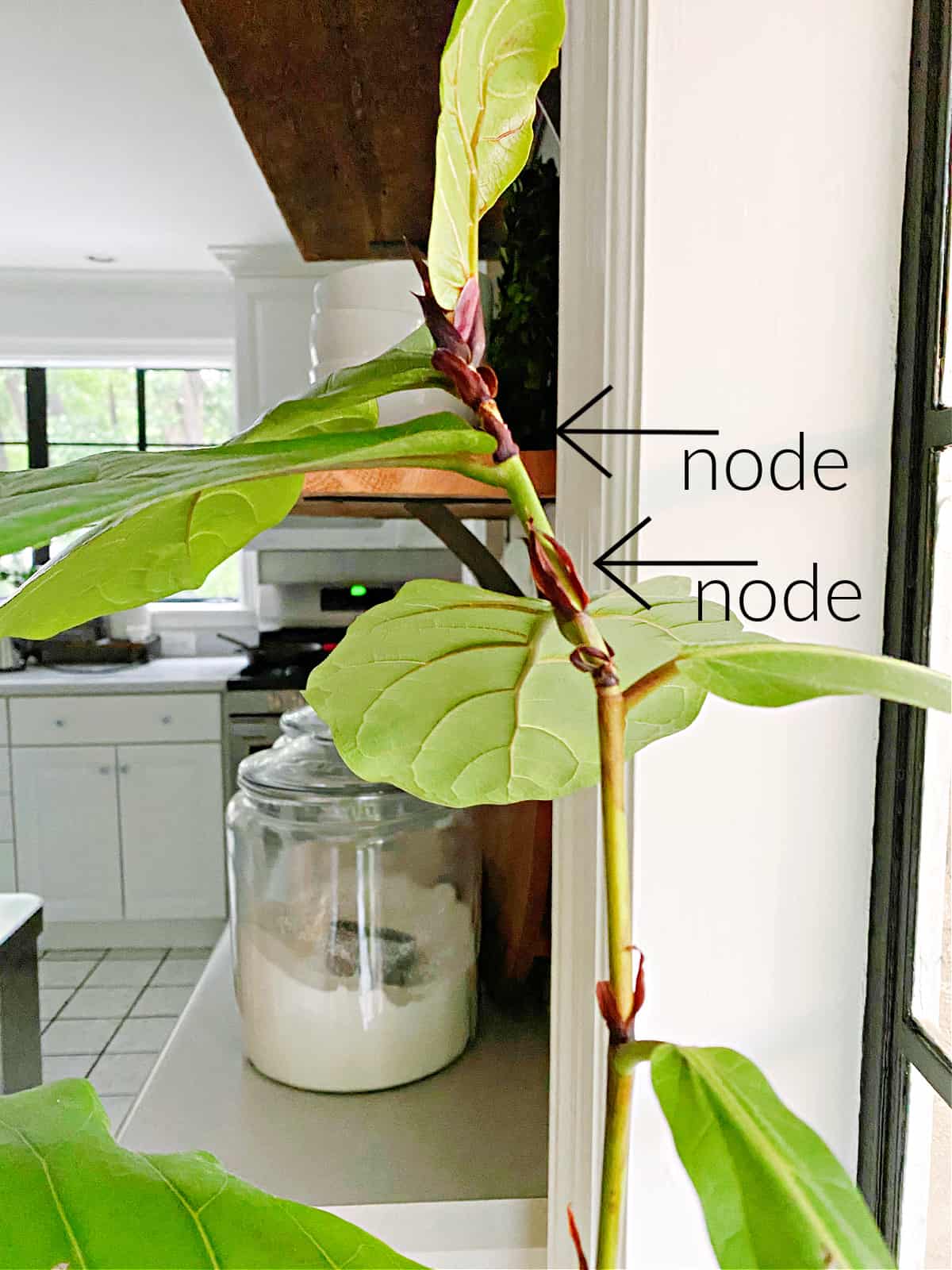 nodes on a fiddle leaf fig plant