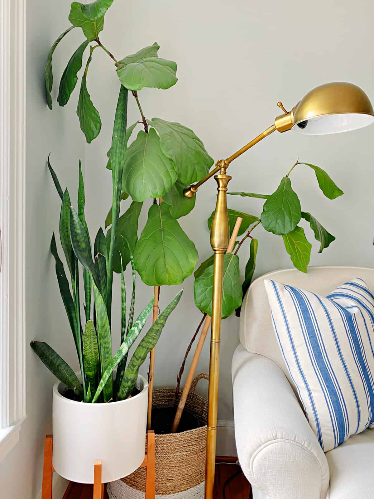 fiddle leaf fig and snake plant in corner of living room