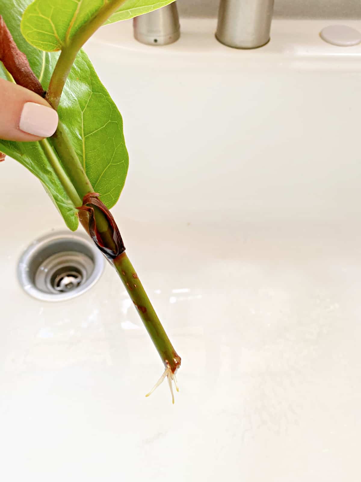roots growing on stem of fiddle leaf fig