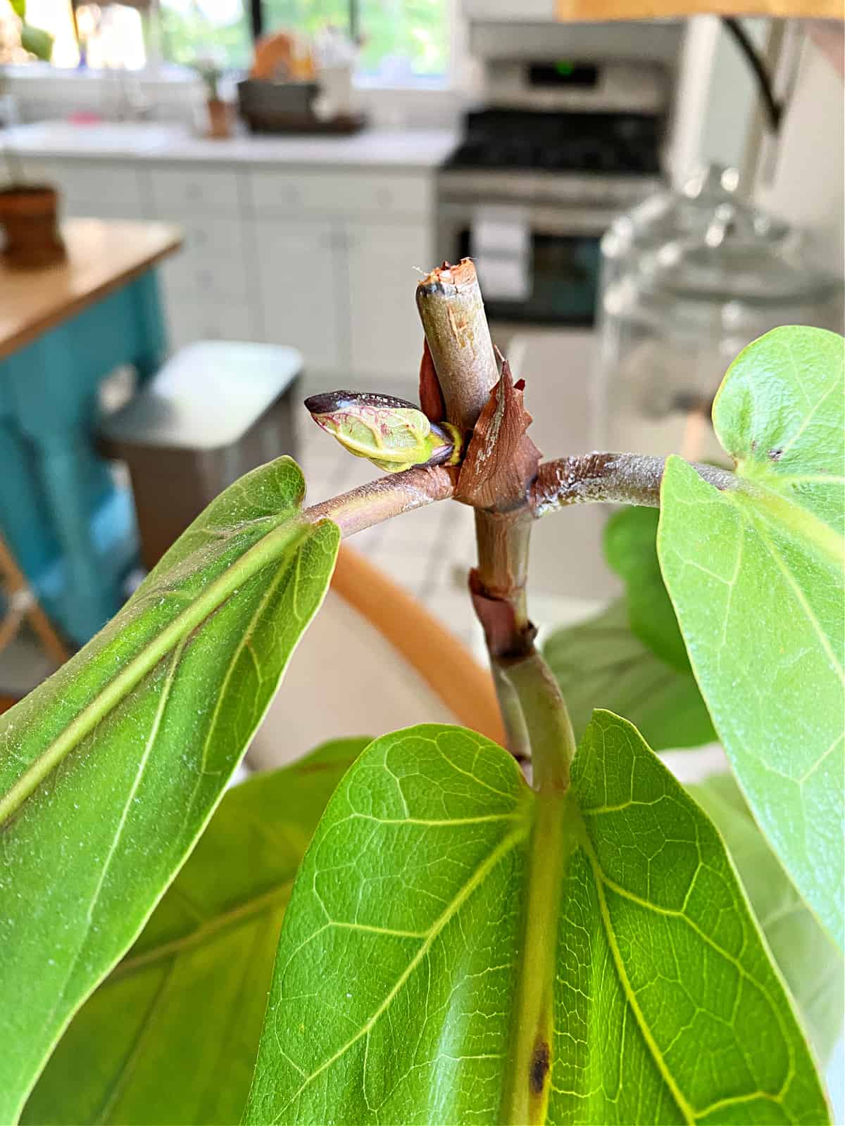 new branch growing on fiddle leaf fig