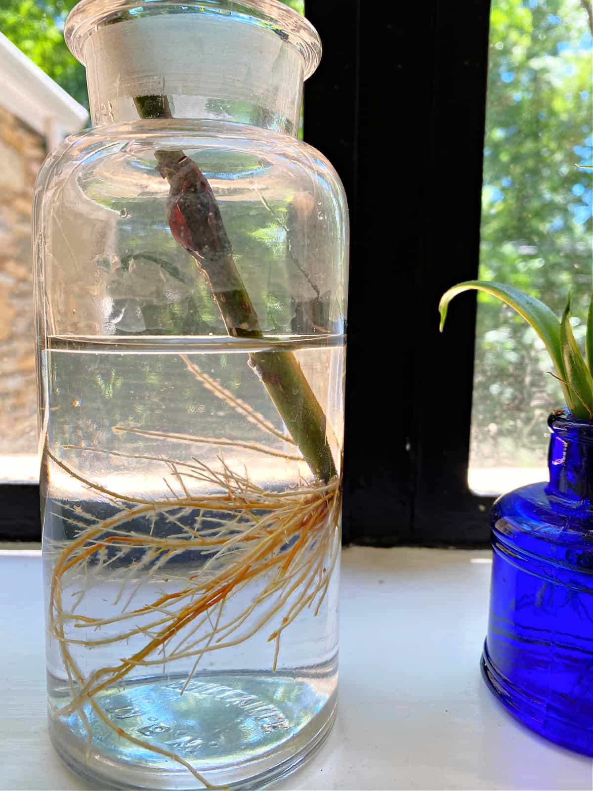 roots of propagated fiddle leaf fig stem in bottle of water