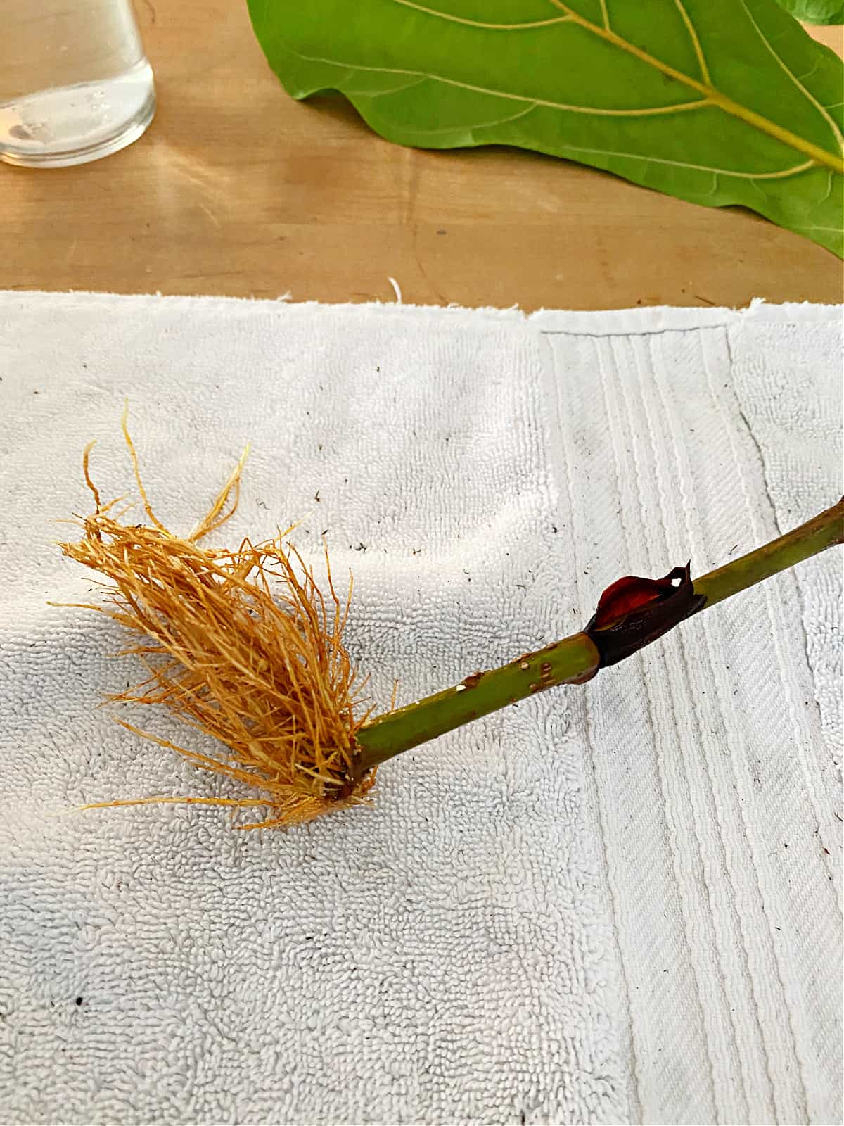 roots of propagated fiddle leaf fig stem