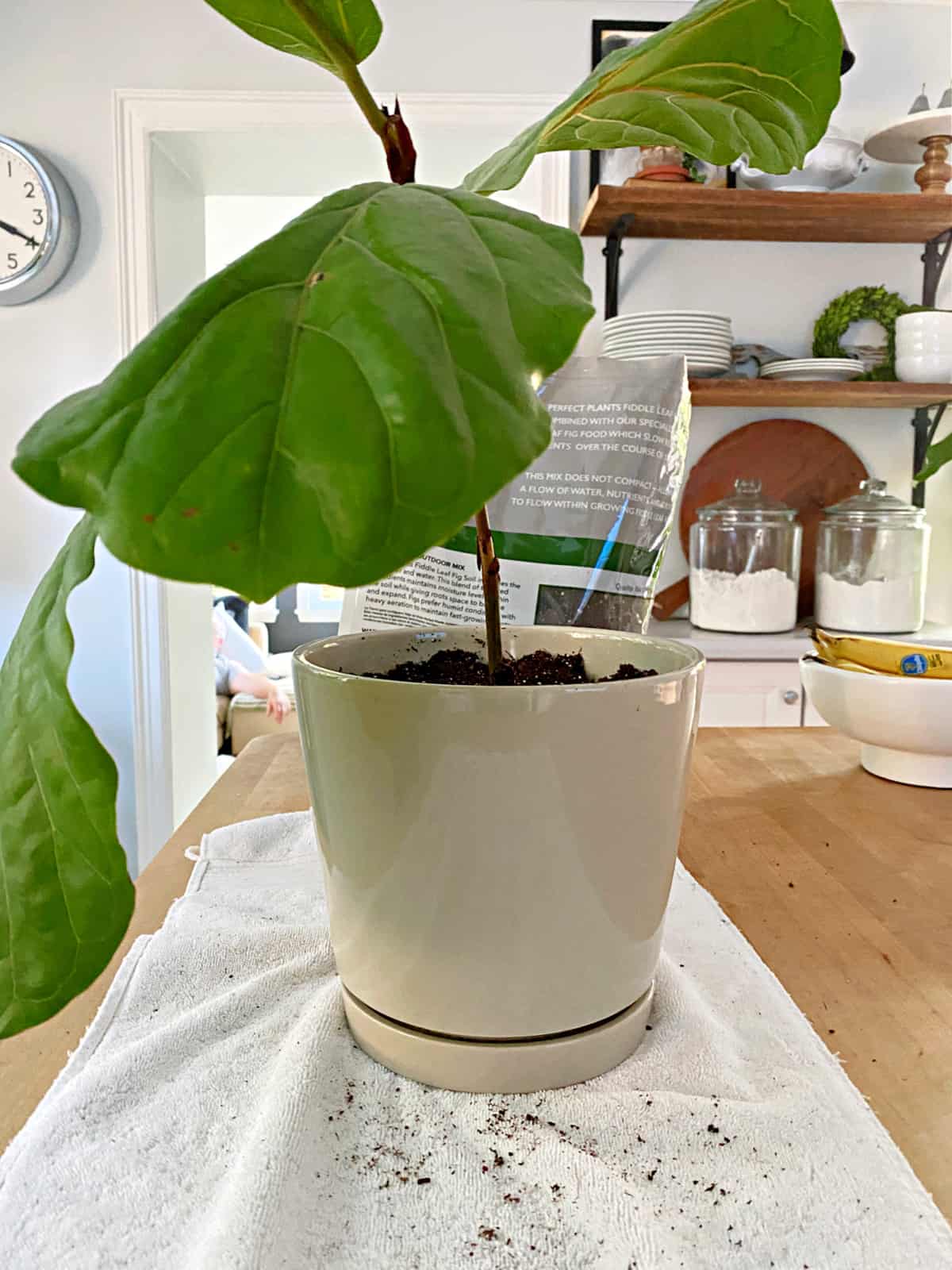 pottered propagated fiddle leaf fig stem