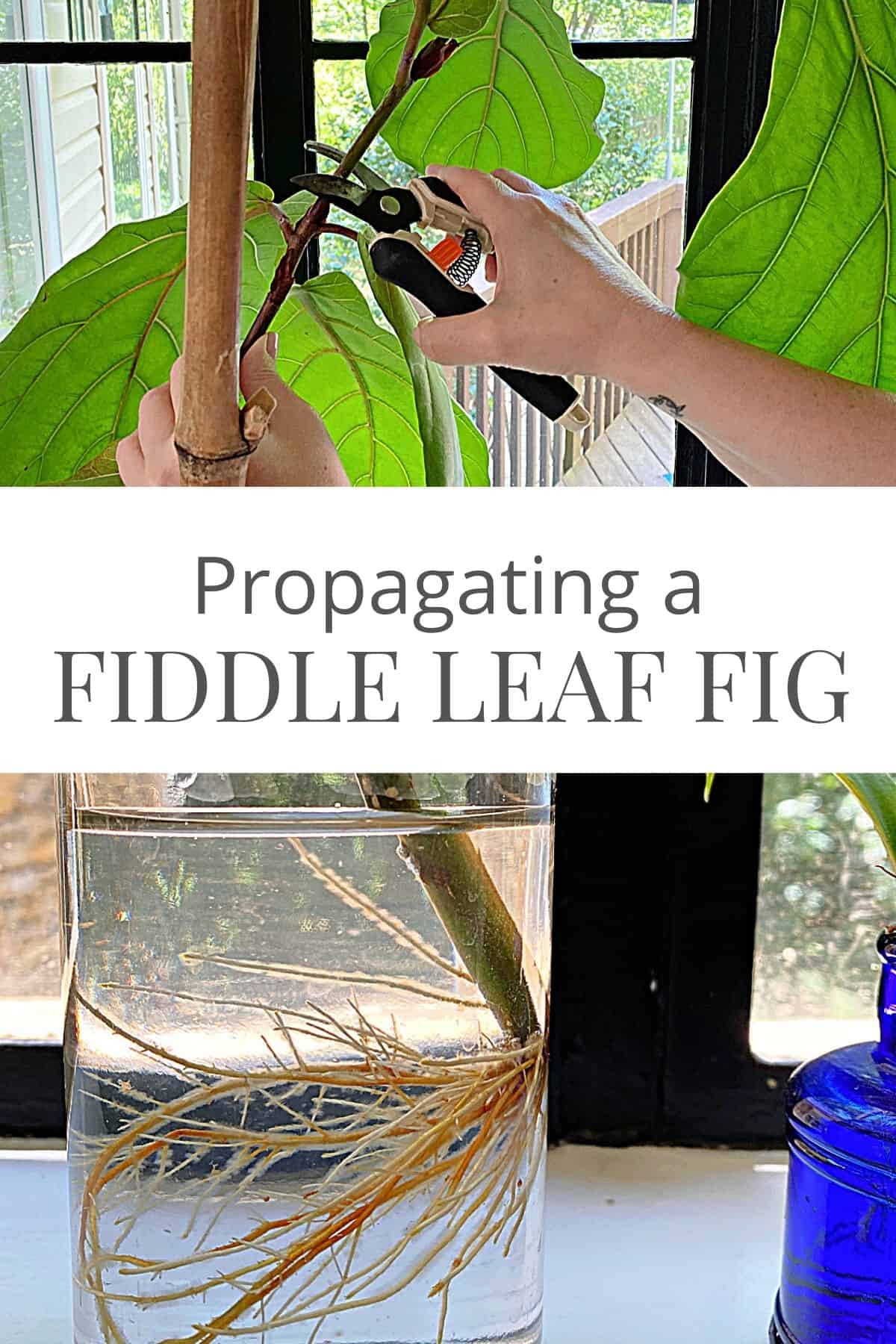 cutting a fiddle leaf fig for propagation and roots on ficus stem