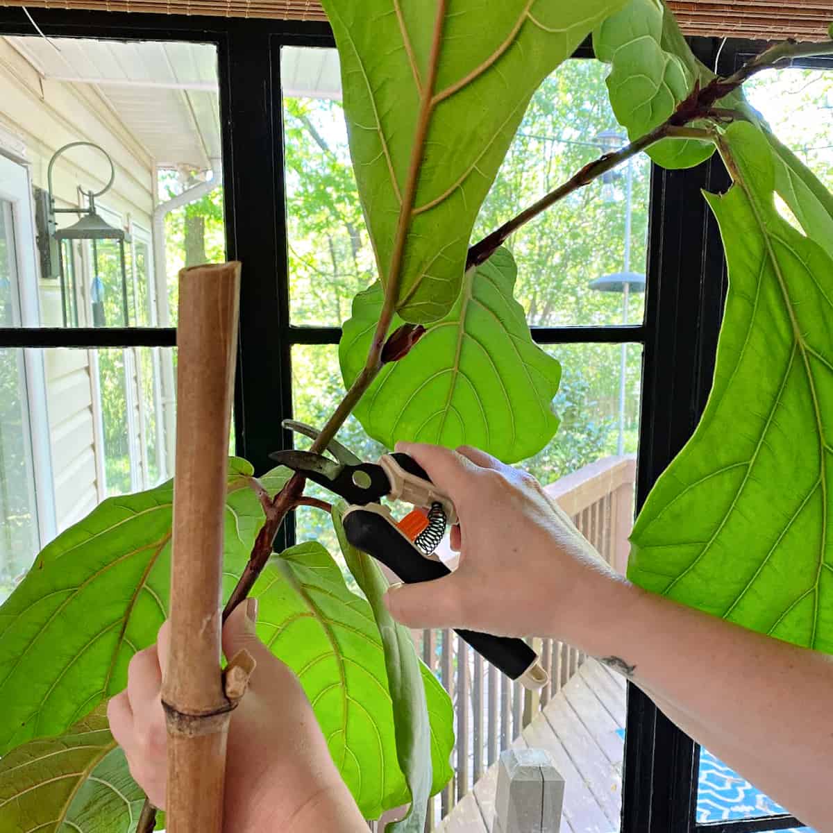 cutting a fiddle leaf fig