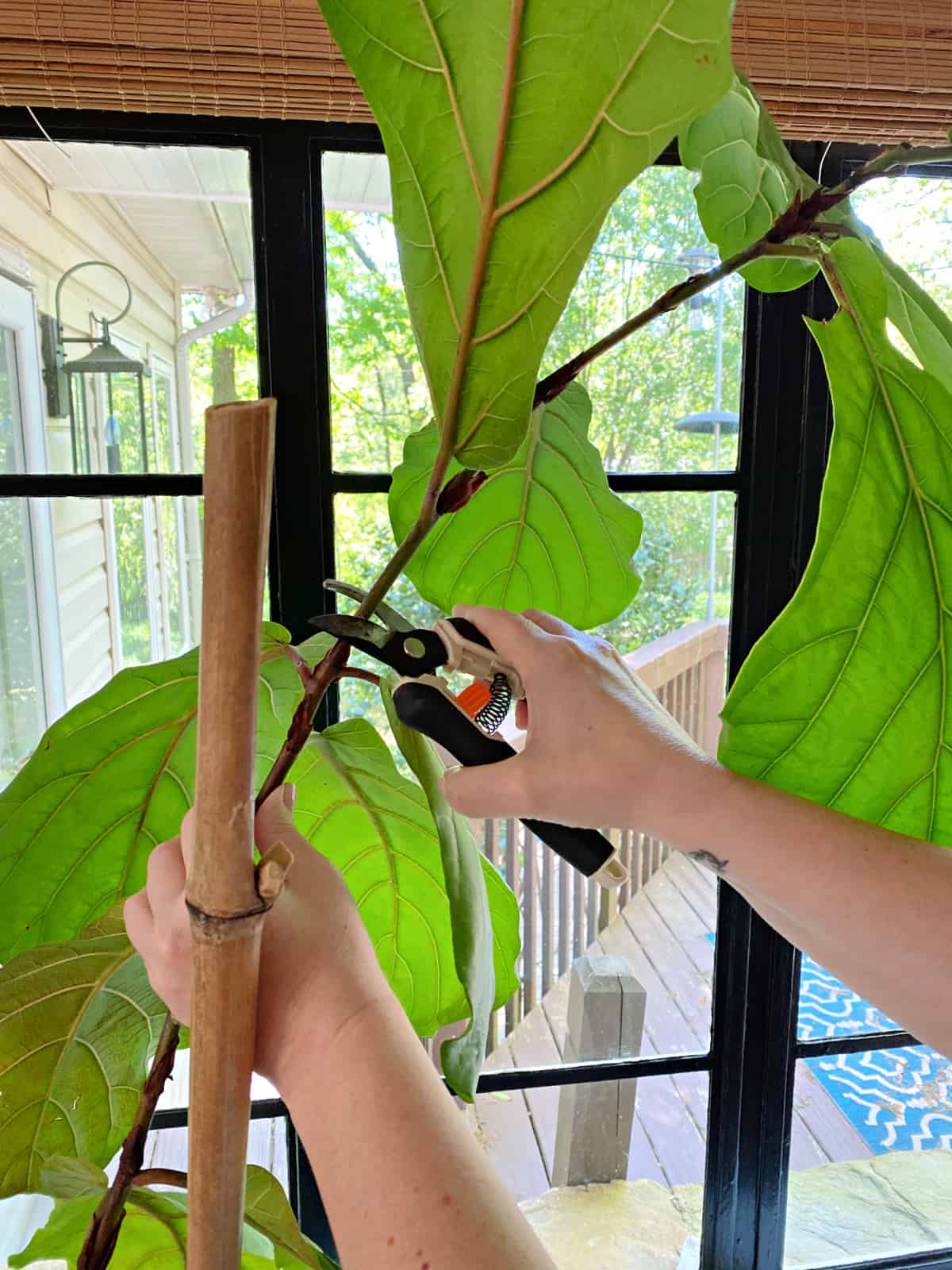 using clippers to trim fiddle leaf fig