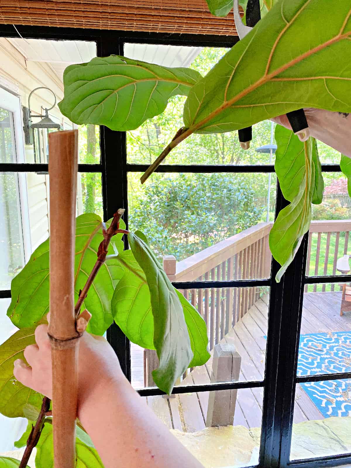 cut fiddle leaf fig stem