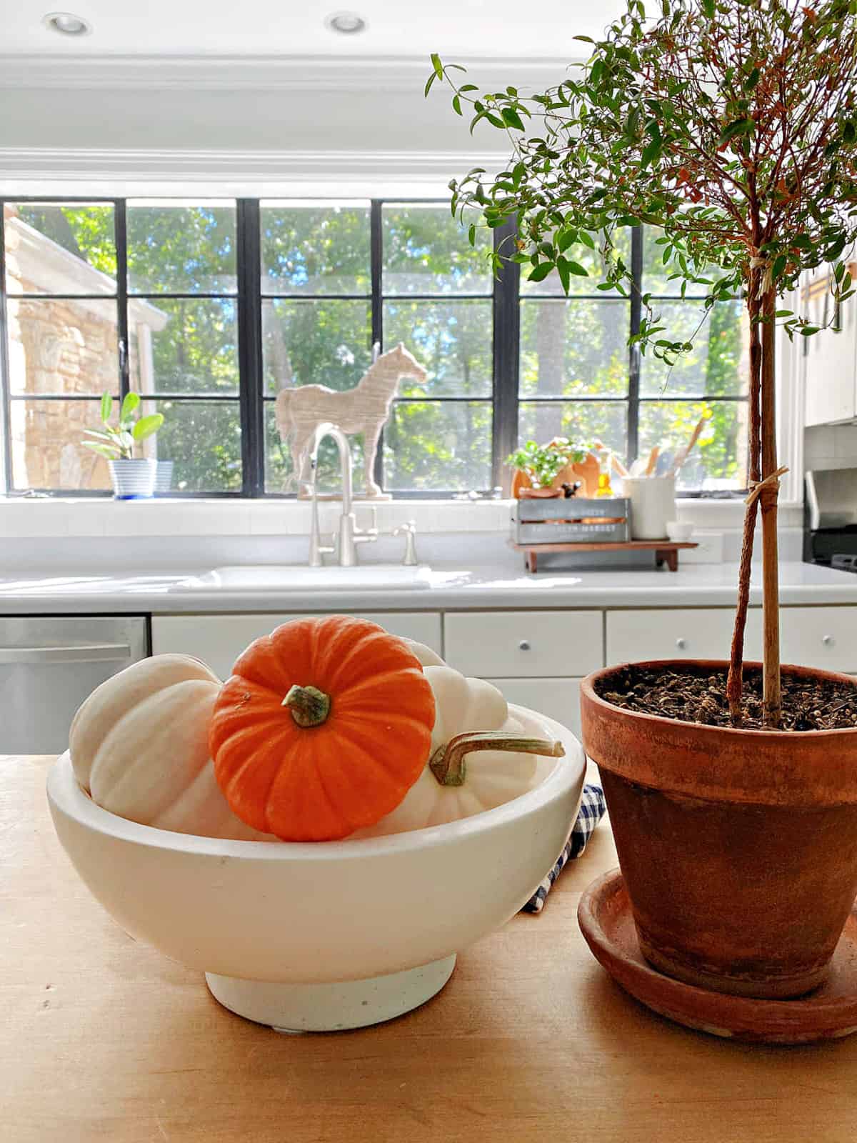 bowl of pumpkins and plant