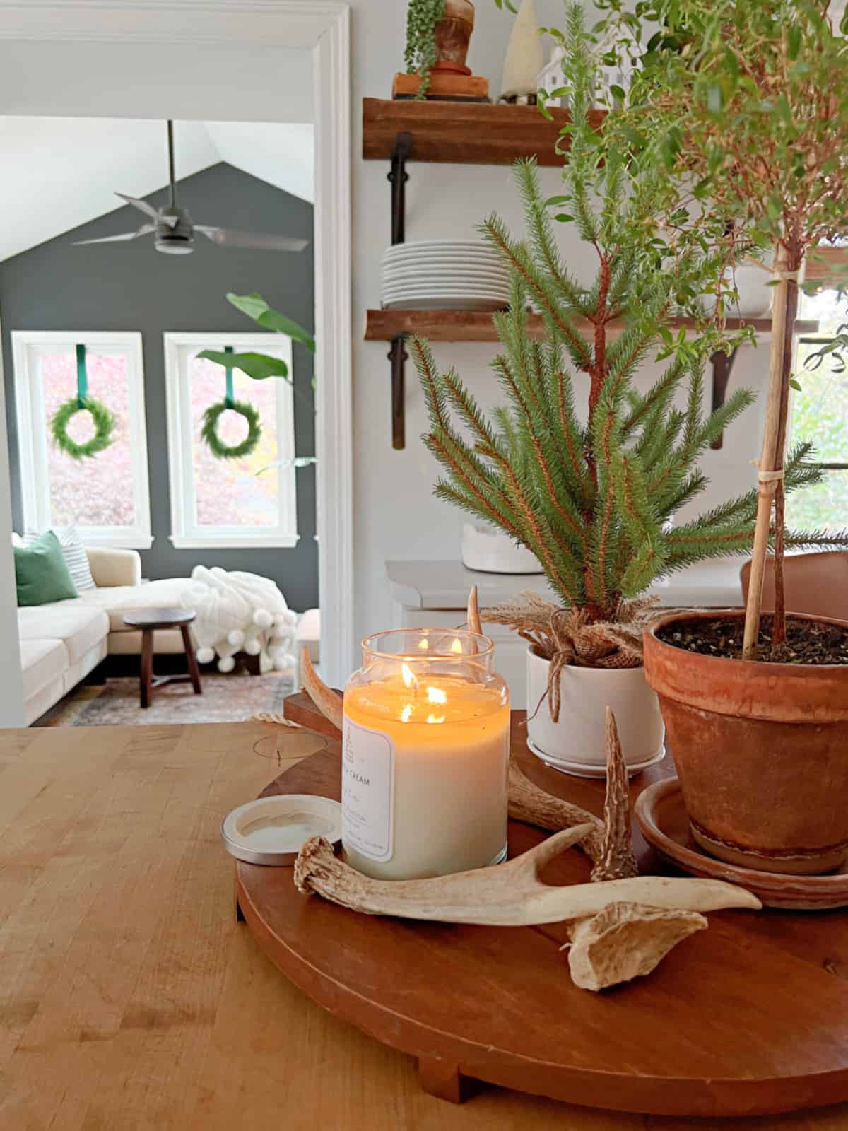 candle plant and small tree on board on kitchen island