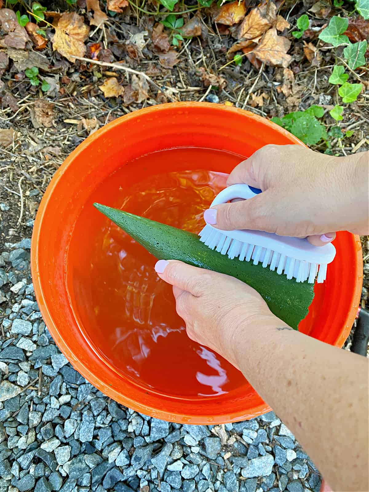 How to Make a Concrete Christmas Tree scrubbing picture scrubbing concrete tree with water and scrub brush