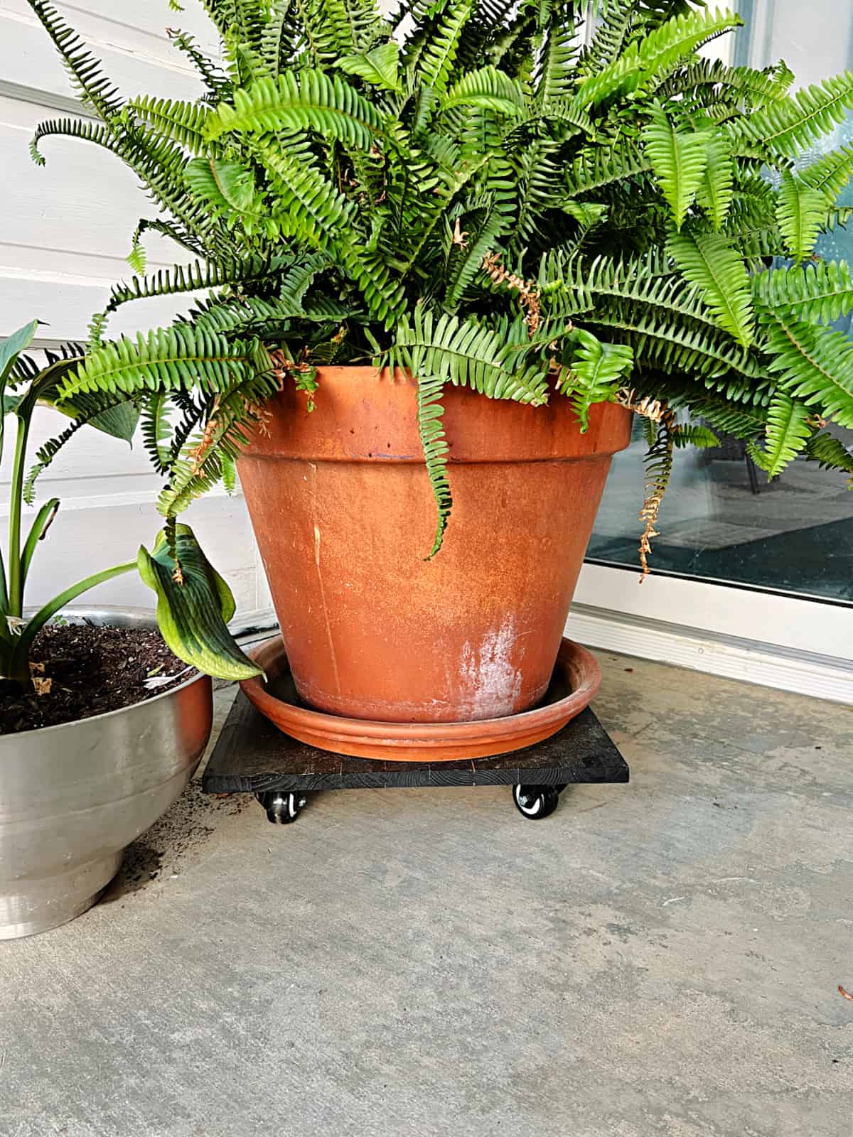 planted fern sitting on DIY rolling plant stand