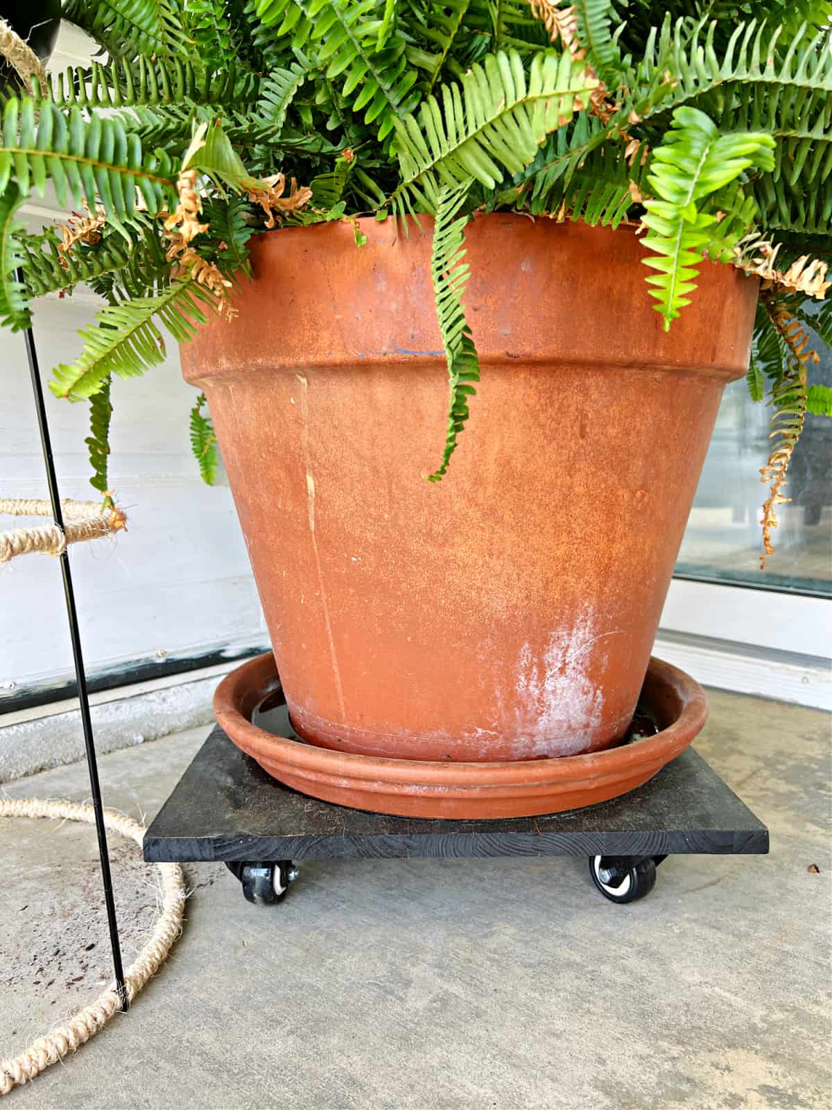 plant sitting on DIY rolling plant stand