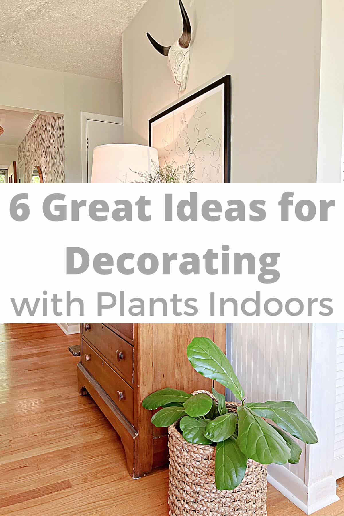 fiddle leaf fig plant next to wood dresser and large pinterest graphic