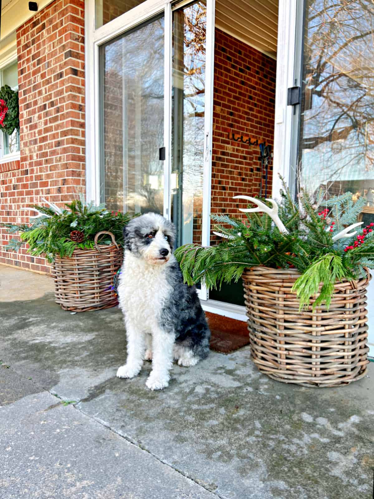 dog sitting in between large basket filled with live greens