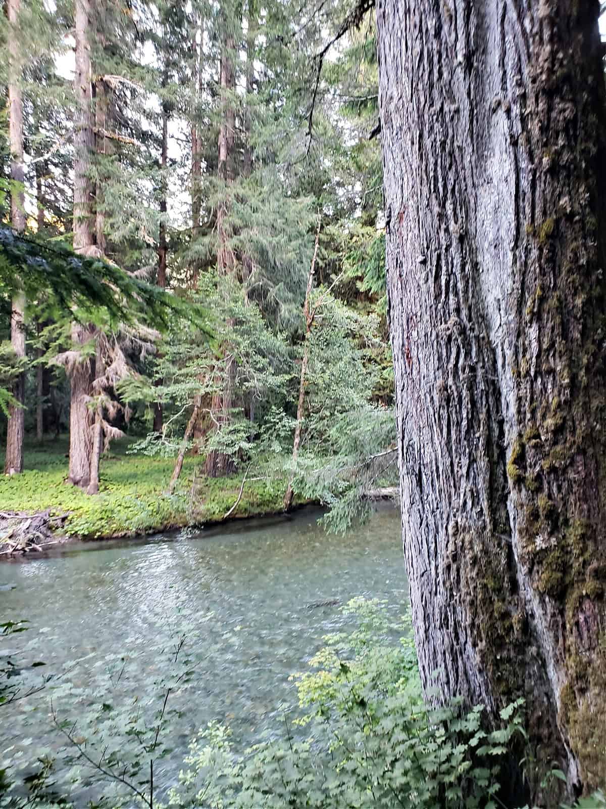 ohanapecosh river in mount rainier national park