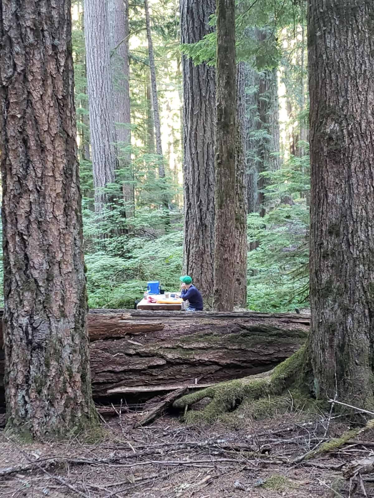 camper sitting at campsite next to tall trees