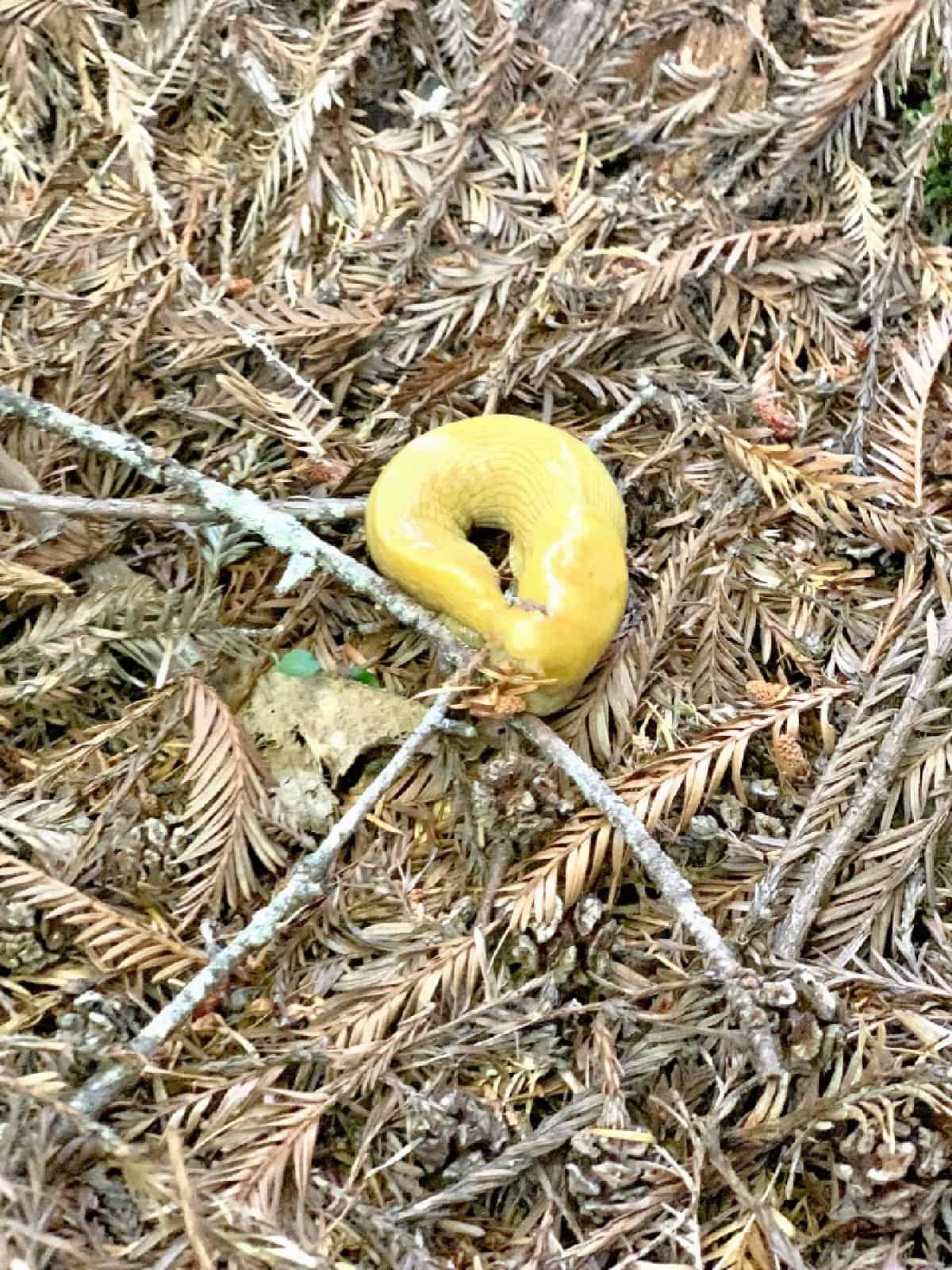 Mill Creek Campground Review - Redwoods State Park photo banana slug on ground