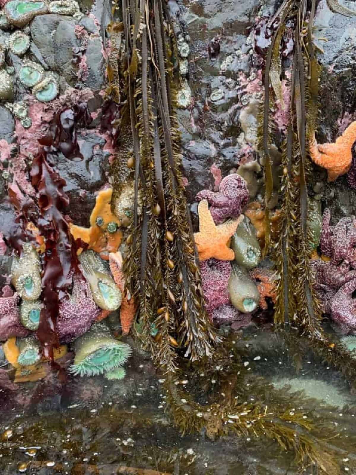 seastars in the tide pools at Endert's Beach