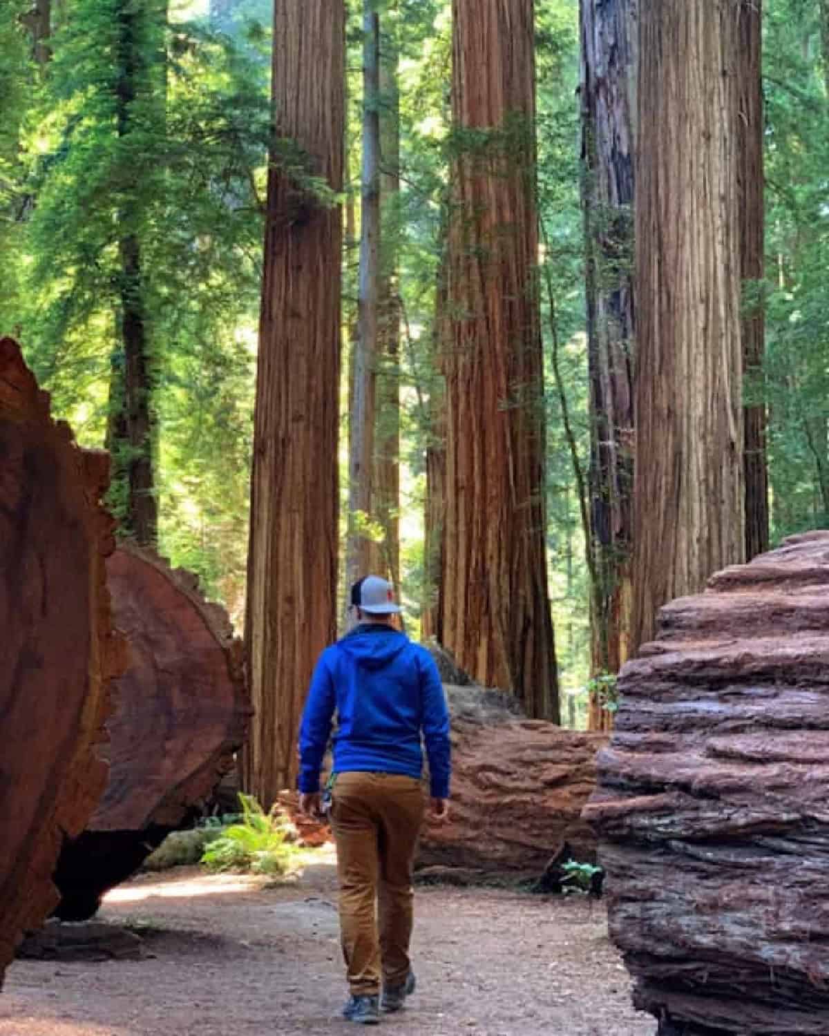 fern canyon hike in Redwood National Park